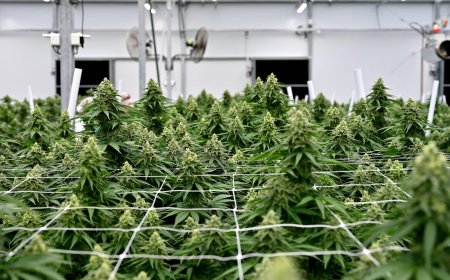 Best Trellis for Cannabis: Boost Yields with Better Support