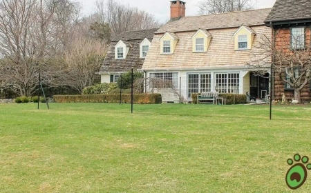 How a Non Electric Dog Fence System Solved a Major Safety Problem for a Family of Four Dogs