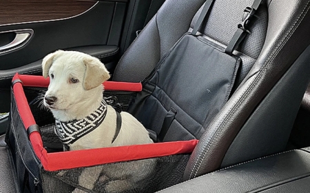 Ensuring Safe Travels with the Right Car Carrier for Dogs