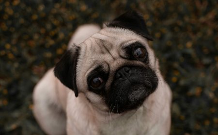 French Bulldog Health Issues Guide