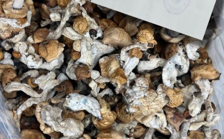 Know the magic mushrooms near me