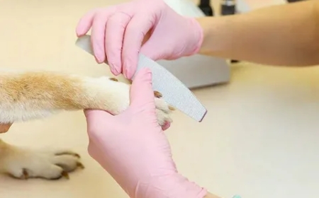 Dog Nail Trimming Benefits for Healthy Paws