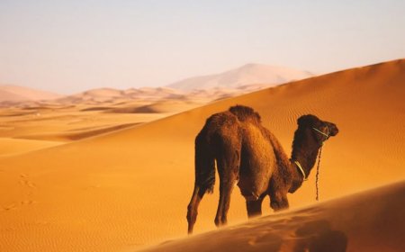 Best Desert Safari Tours: A Thrilling Adventure Across Arabian  Sands
