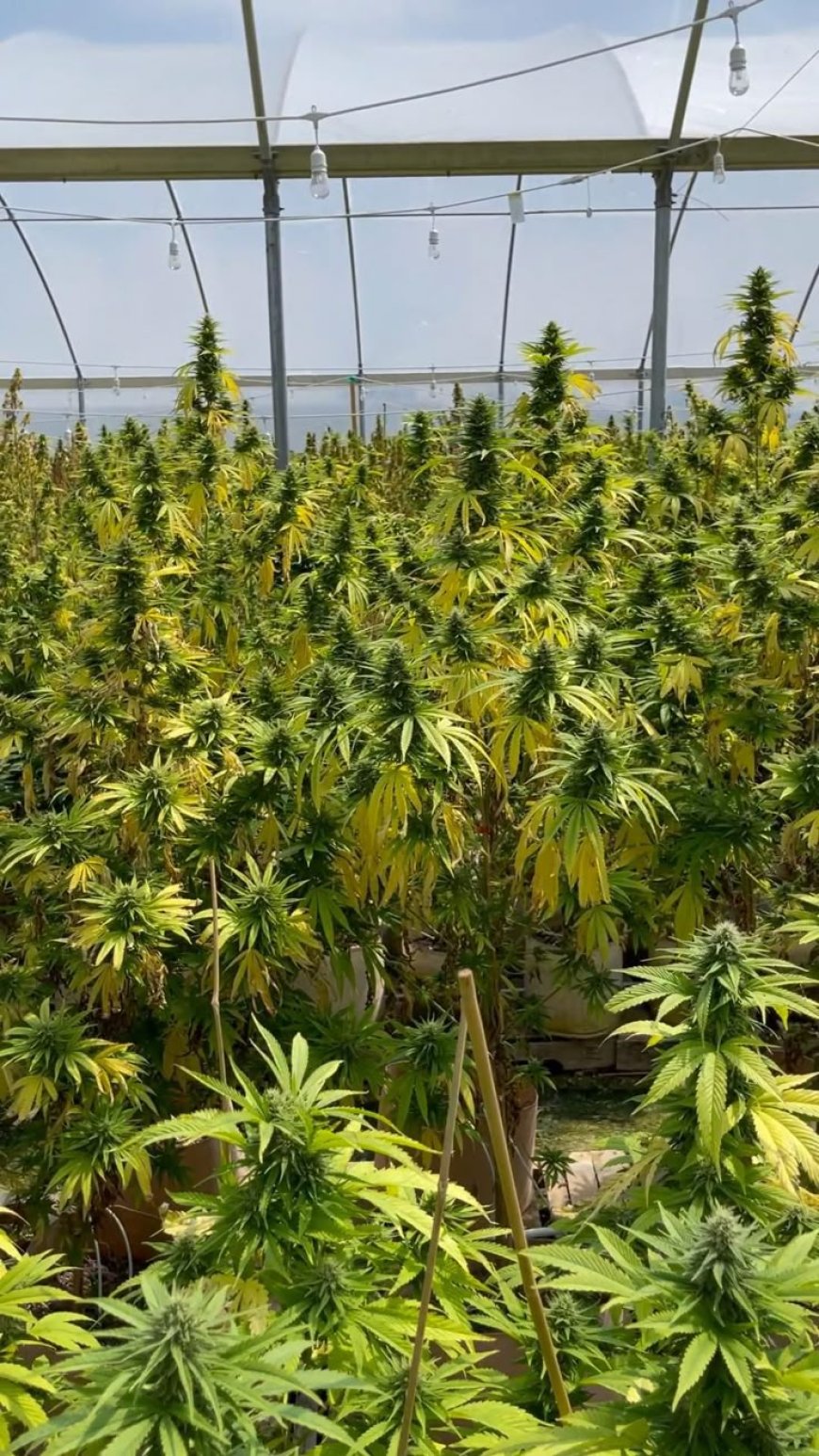 Inside the Best Vape Shops in the UK Right Now